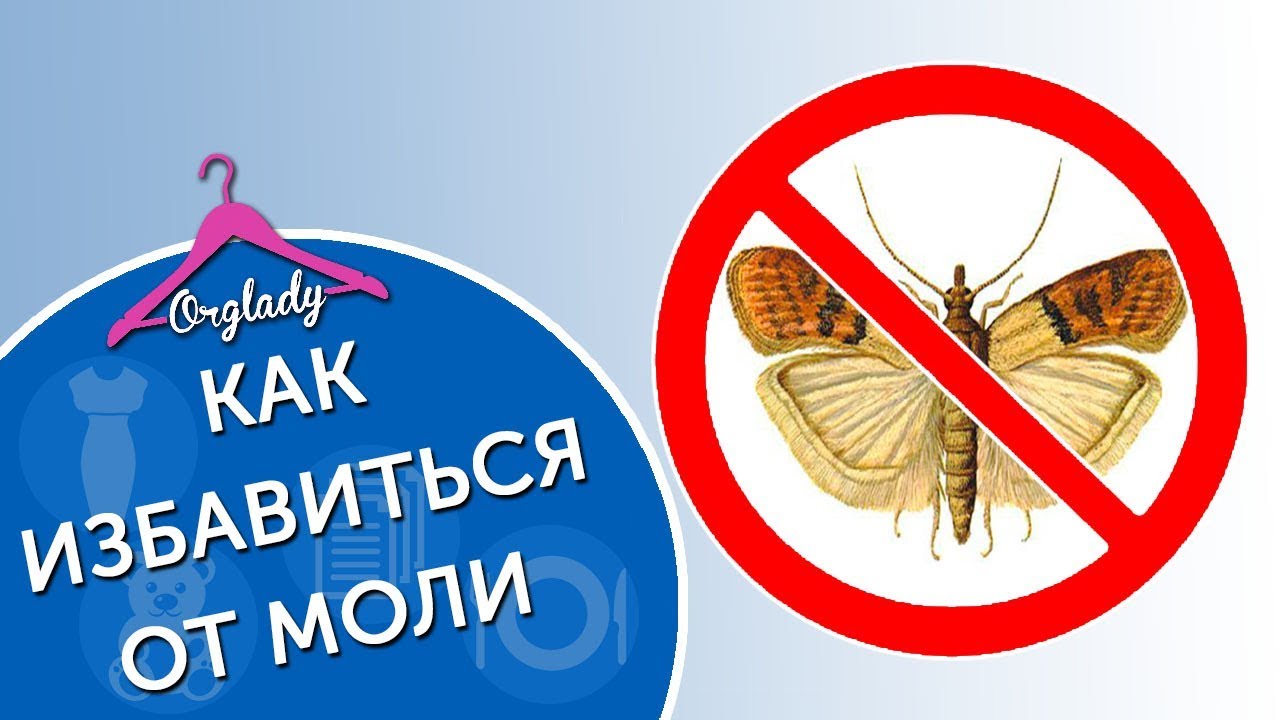 Как избавиться от пищевой моли в квартире – домашние способы