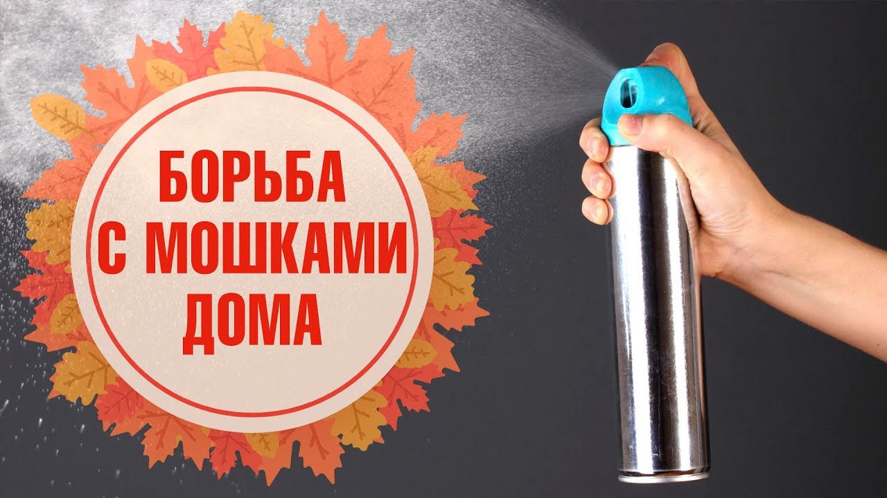 Эффективные способы борьбы с комаром в квартире Эффективные способы борьбы с комаром в квартире